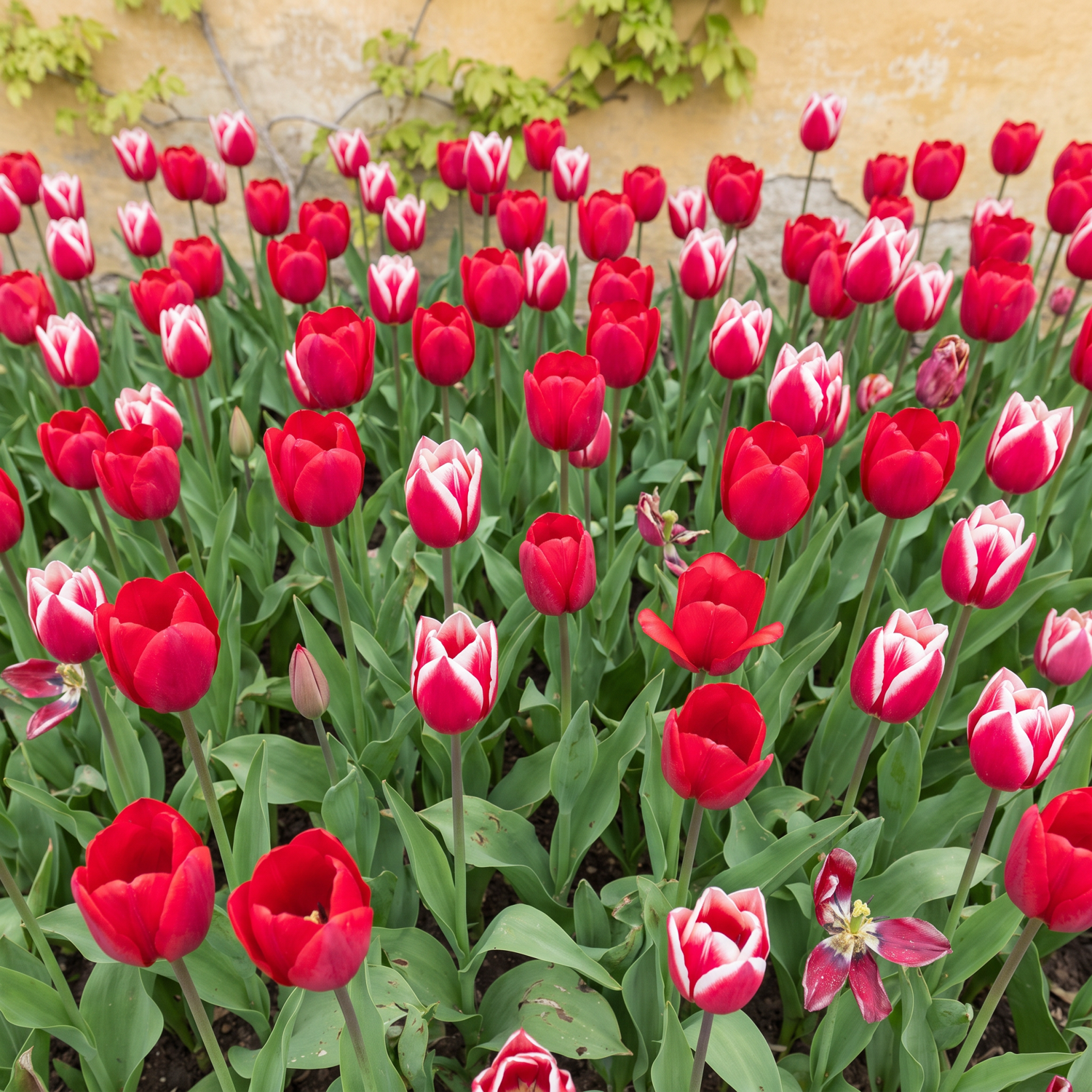 Fertigbeet 'Forever Red & White' (1 m²)